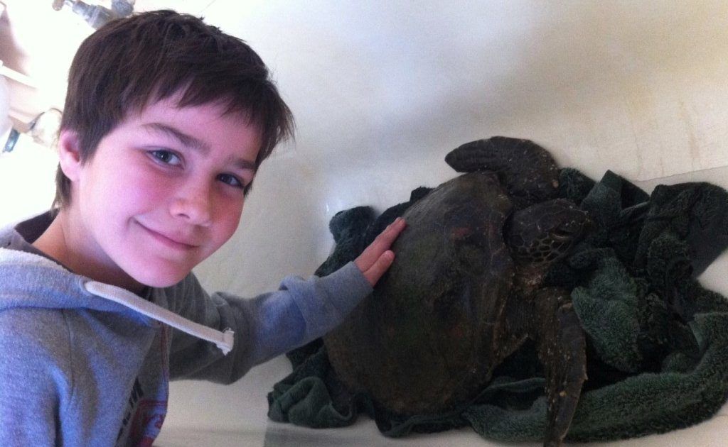 Josh Kook, of Kingscliff, with the ailing green turtle he and his dad found on Friday. Josh Kook, of Kingscliff, with the ailing green turtle he and his dad found on Friday.